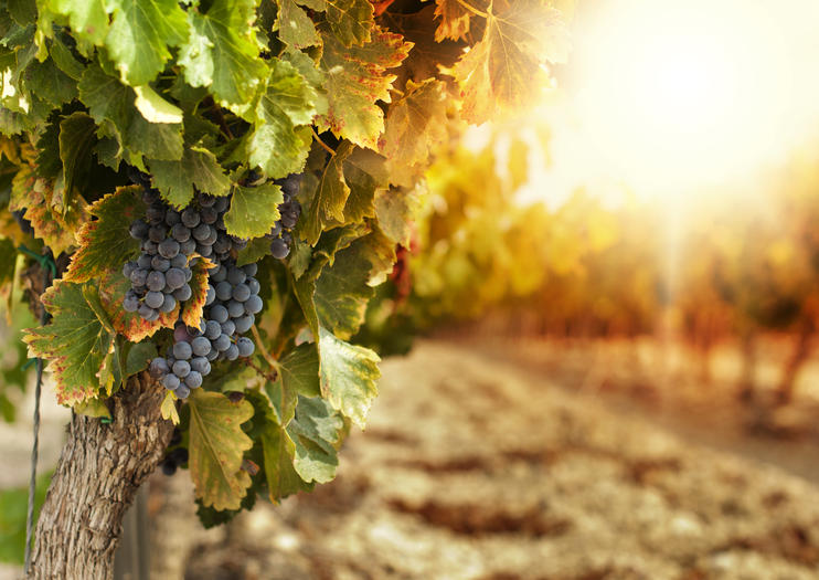 Rhodes Wine Country